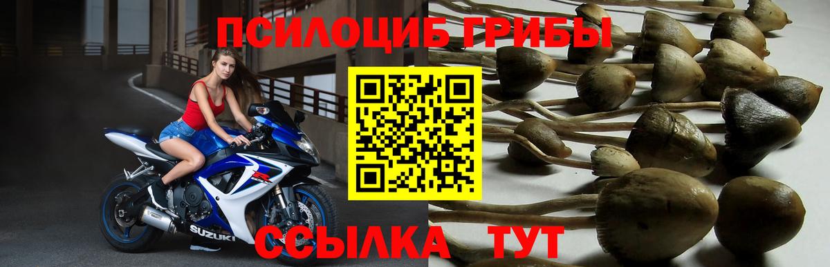 Псилоцибиновые грибы GOLDEN TEACHER Подольск